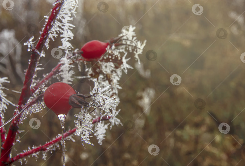 Скачать Шиповник и первые заморозки фотосток Ozero