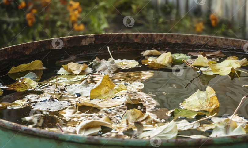 Скачать опавшие яблочные листья плавают в бочке с дождевой водой фотосток Ozero