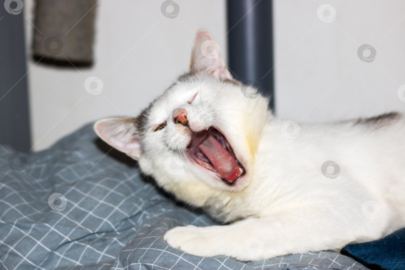 Скачать Белая кошка, лежащая на кровати, показывает клыки и зевает фотосток Ozero
