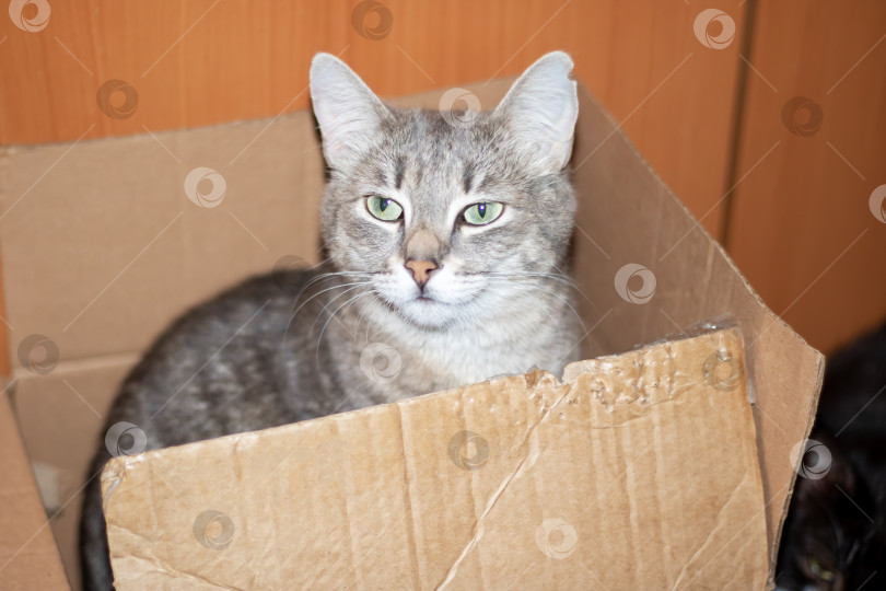 Скачать Кот в картонной коробке, смотрящий в камеру усами и мордочкой фотосток Ozero