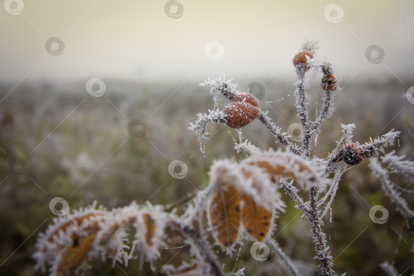 Скачать Ледяной иней покрыл ветку шиповника с красными плодами на рассвете в туманном поле фотосток Ozero