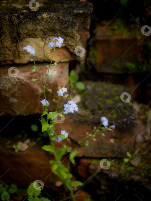 Скачать Забытые цветы на деревянном фоне фотосток Ozero