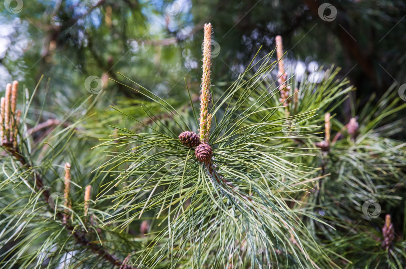 Скачать Pinus koraiensis siebold, или корейская сосна, крупным планом, Дальний Восток России фотосток Ozero