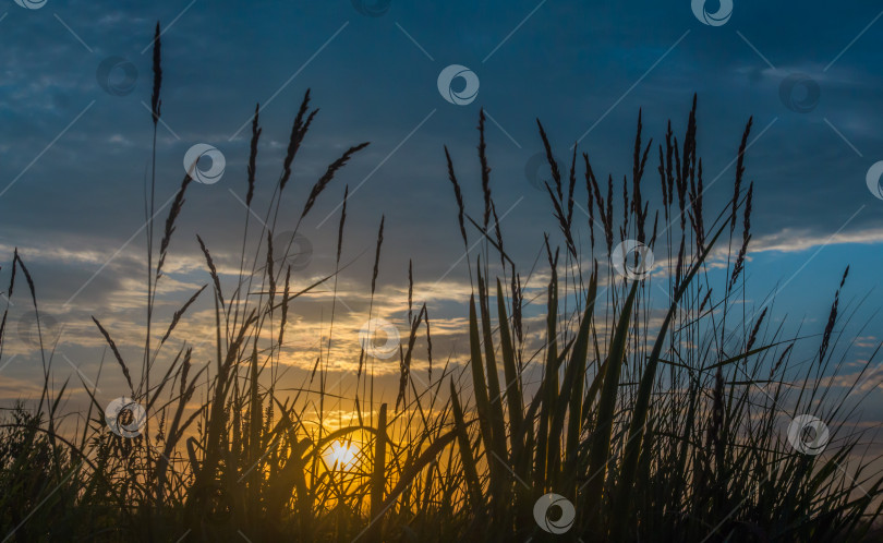 Скачать Силуэты полевых трав на фоне утреннего рассветного неба фотосток Ozero