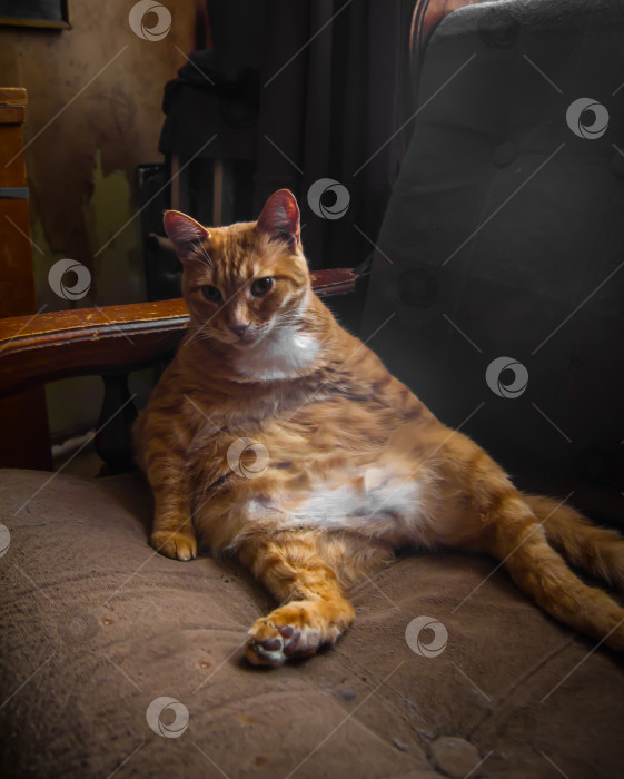 Скачать Рыжий кот отдыхает, развалившись в старом кресле фотосток Ozero