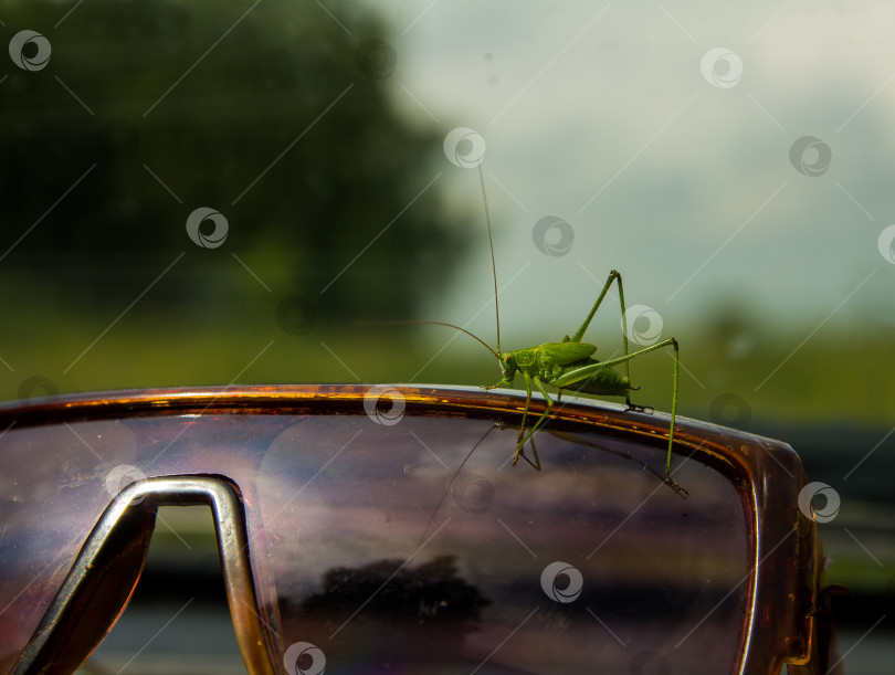 Скачать Зеленый кузнечик на старых солнцезащитных очках фотосток Ozero