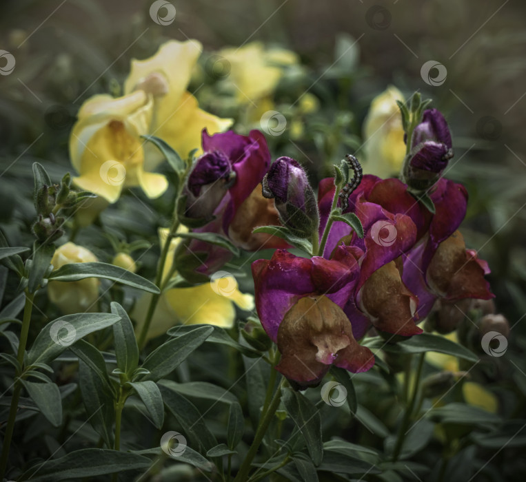 Скачать Цветы львиного зева в летнем саду. фотосток Ozero