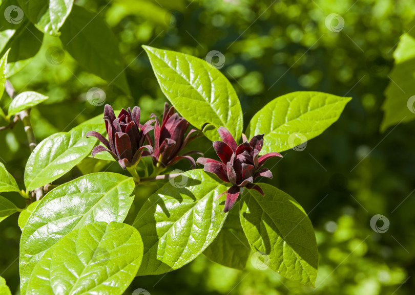 Скачать Душистый кустарник (Calycanthus floridus). фотосток Ozero