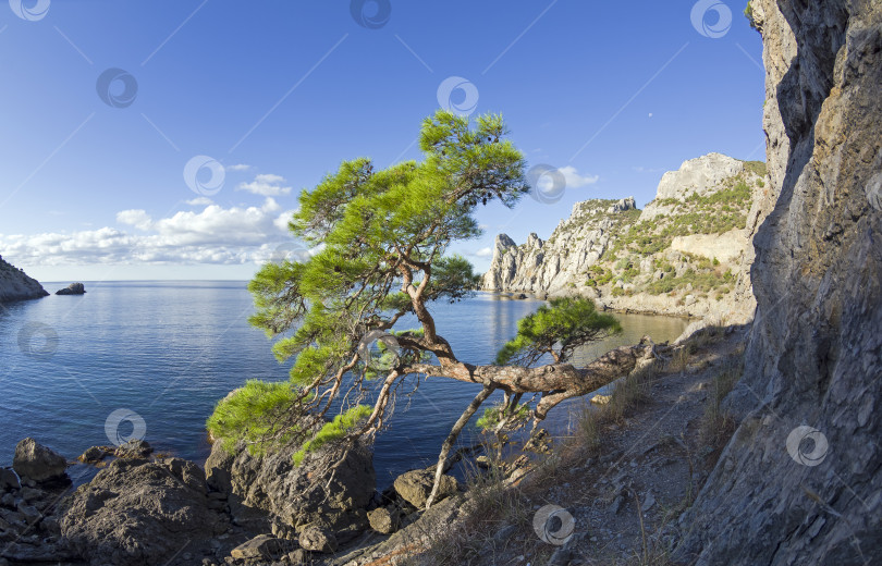 Скачать Реликтовая сосна на горной тропинке над морем. Крым. фотосток Ozero