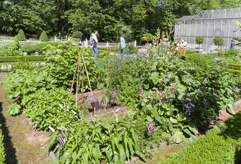 Скачать Клумбы с лекарственными растениями в ботаническом саду. фотосток Ozero