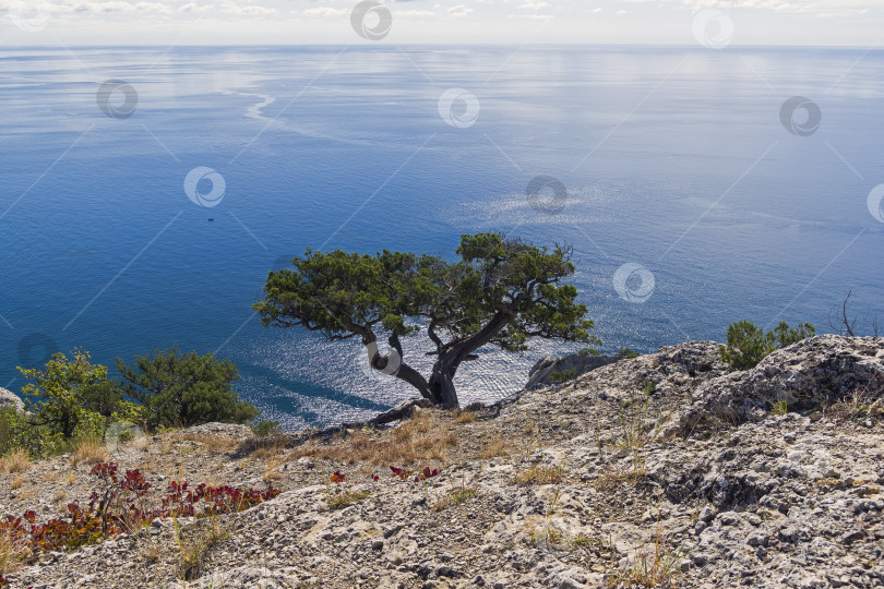 Скачать Можжевельник на утесе над морем. фотосток Ozero