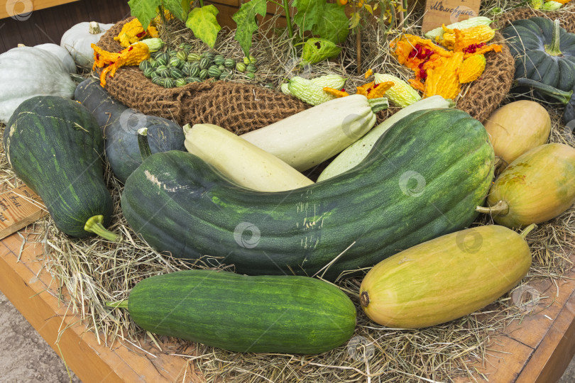 Скачать Осенняя выставка фруктов и овощей. фотосток Ozero