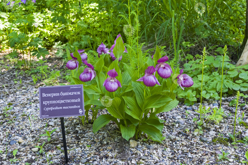 Скачать Цветущая орхидея вида Cypripedium macranthos фотосток Ozero