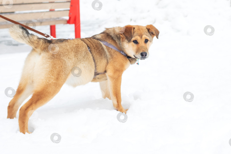 Скачать Коричневая собака стоит на поводке на фоне заснеженного пейзажа фотосток Ozero