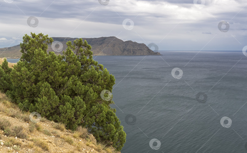 Скачать Можжевельник на вершине горы над морем. фотосток Ozero