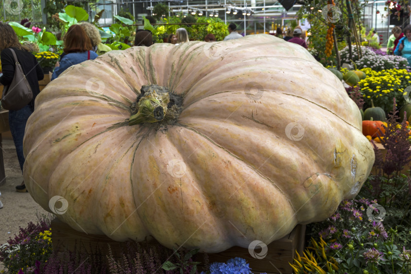 Скачать Тыква (Cucurbita maxima). фотосток Ozero