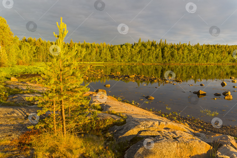 Скачать Берег Белого моря в лучах вечернего солнца. фотосток Ozero