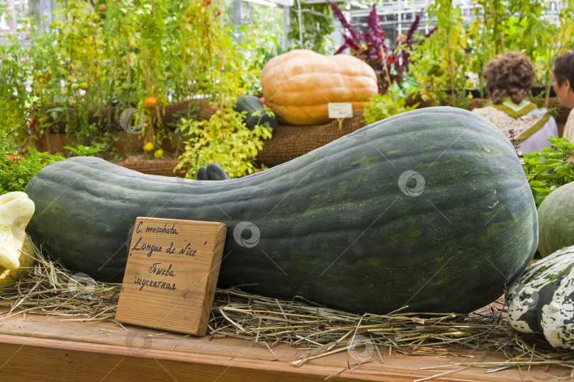 Скачать Тыква вида Cucurbita moschata фотосток Ozero