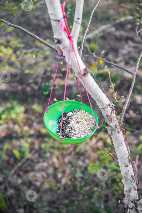 Скачать Семена в кормушке для птиц, сидящих на дереве в лесу фотосток Ozero