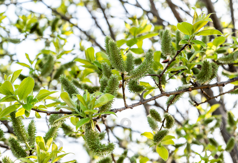 Скачать Salix sitchensis или ива Ситка крупным планом на Дальнем Востоке России фотосток Ozero