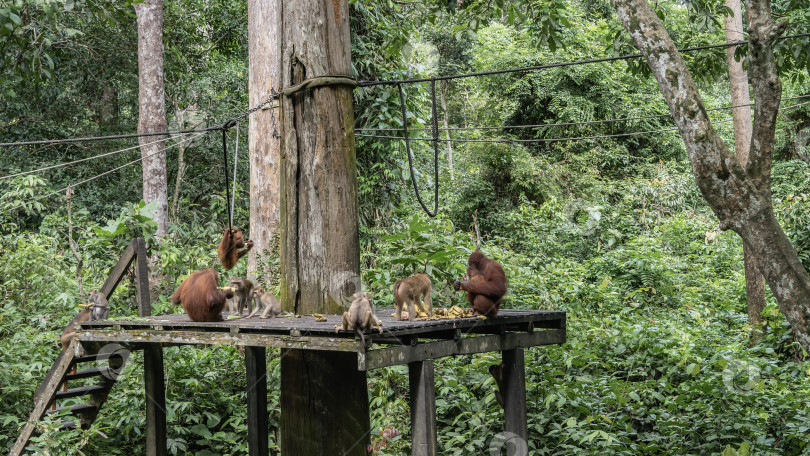 Скачать Время кормления в центре реабилитации орангутангов "Сепилок". фотосток Ozero