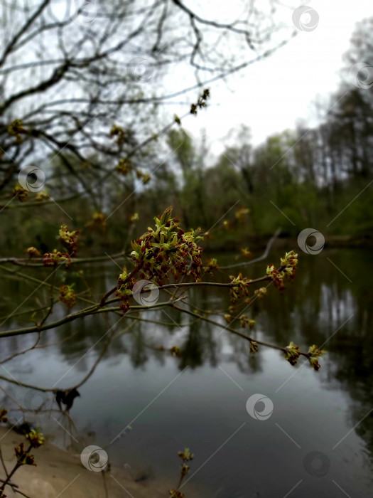 Скачать красота весенней природы фотосток Ozero