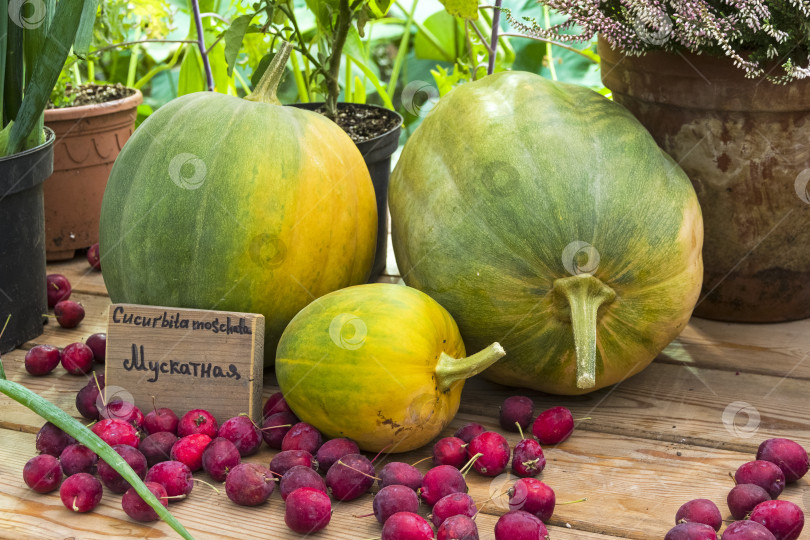 Скачать Тыква вида Cucurbita moschata фотосток Ozero