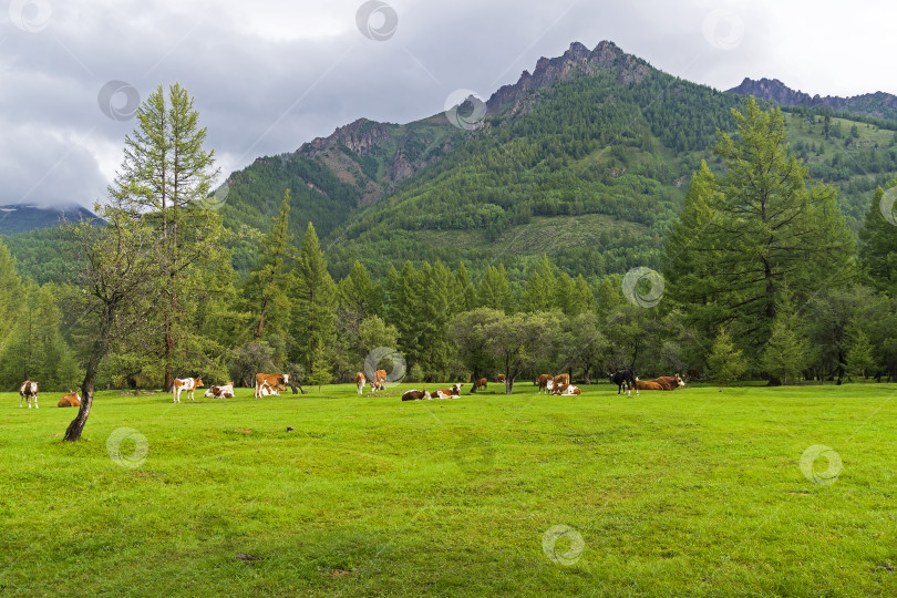 Скачать Стадо коров пасется на лугу фотосток Ozero