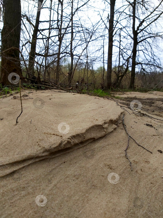 Скачать песок в лесу фотосток Ozero