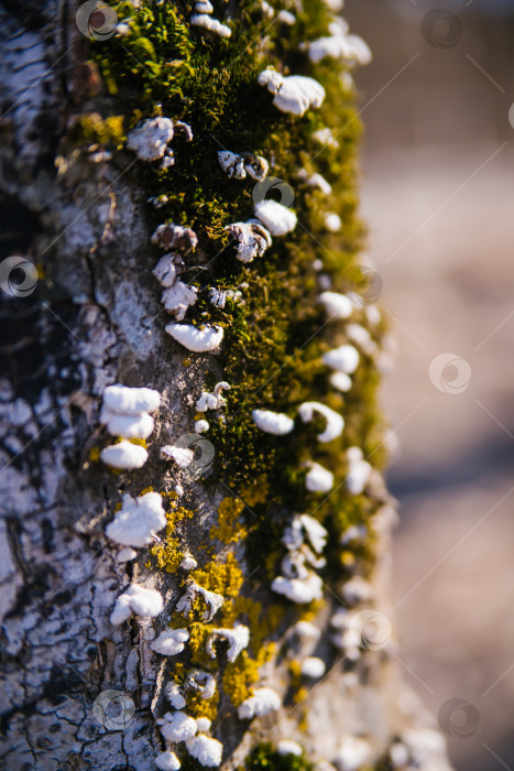 Скачать Текстура древесной коры. Кора покрыта мелкими грибами и мхом. Дерево в парке крупным планом. Рельефная текстура и фон. фотосток Ozero