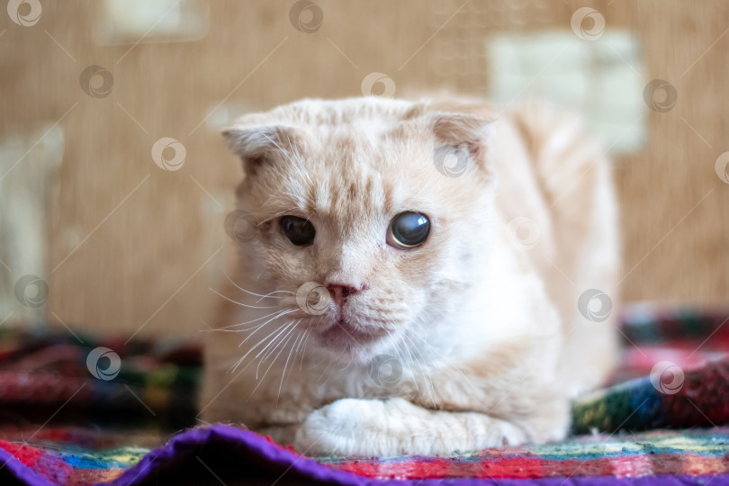 Скачать Хищная кошка семейства кошачьих нежится на клетчатом одеяле на диване фотосток Ozero