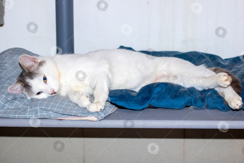 Скачать Белая кошка уютно расположилась на мягком голубом одеяле фотосток Ozero