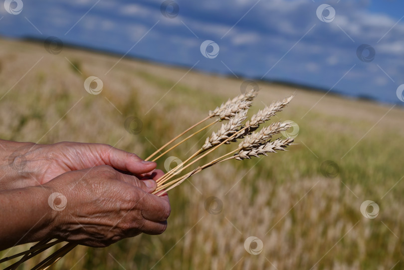 Скачать Колоски пшеницы или ржи в руках фермера. Пожилая женщина держит золотистые колоски пшеницы в руках. Внимание на колоски фотосток Ozero