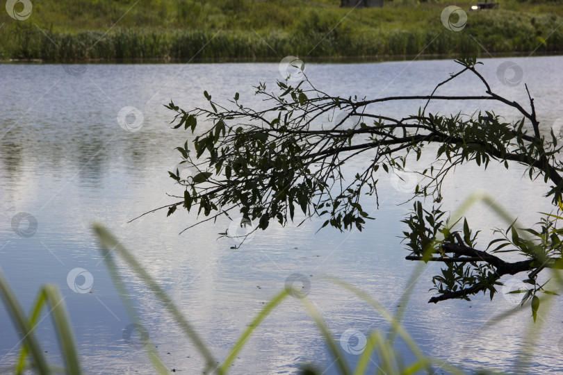 Скачать Ива на берегу озера летом. фотосток Ozero