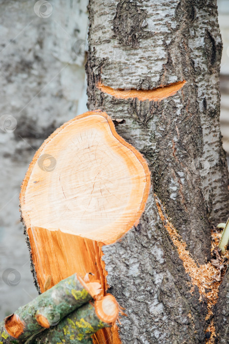 Скачать Часть дерева. Текстура дерева. Кольца на стволе дерева.Деревянный фон. фотосток Ozero