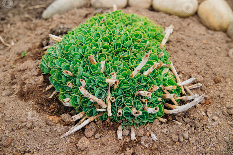 Скачать Зеленый цветущий куст растения Sedum telephum. Украшение сада и ландшафта. фотосток Ozero