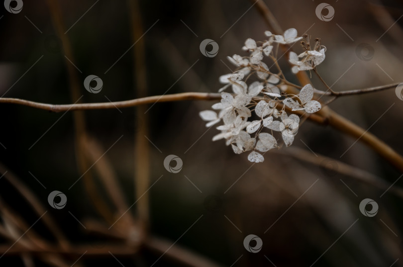 Скачать Высушенные цветы гортензии на кусте весной фотосток Ozero