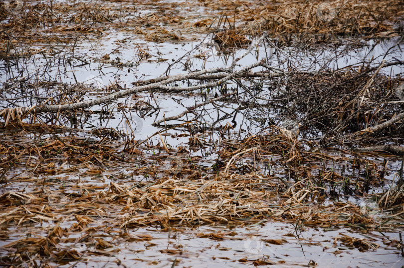 Скачать Весенний паводок воды с сухой травой фотосток Ozero