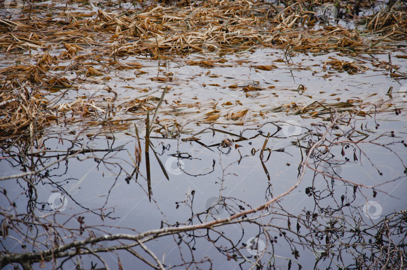 Скачать Весенний паводок воды с сухой травой фотосток Ozero
