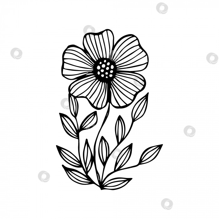 Скачать Нарисованный от руки цветок - отдельный элемент для раскрашивания фотосток Ozero