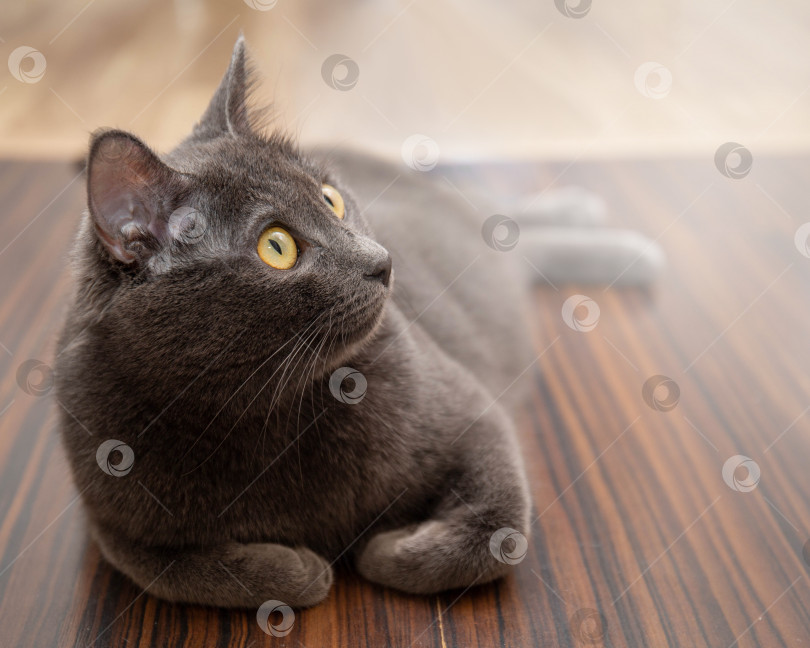 Скачать Заинтересованный серый кот с желтыми глазами лежит и смотрит снизу вверх фотосток Ozero