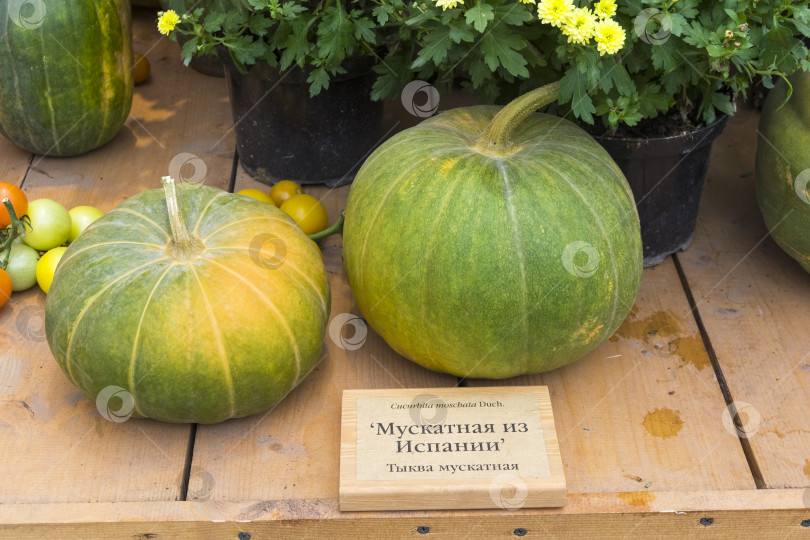 Скачать Тыква вида Cucurbita moschata фотосток Ozero