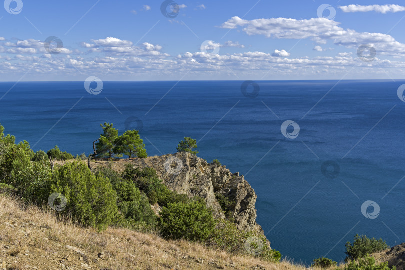 Скачать Реликтовые сосны и можжевельник на крутом морском берегу. фотосток Ozero