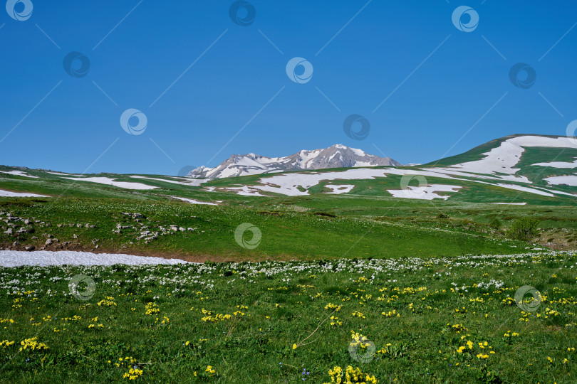 Скачать Горное плато, заснеженный горный пейзаж и цветущая земля фотосток Ozero