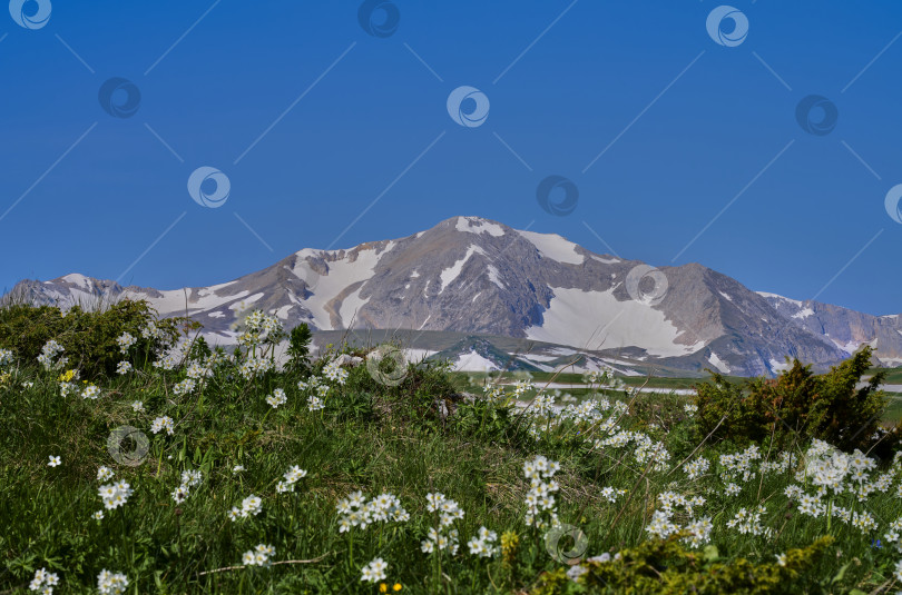 Скачать Горное плато, заснеженный горный пейзаж и цветущая земля фотосток Ozero