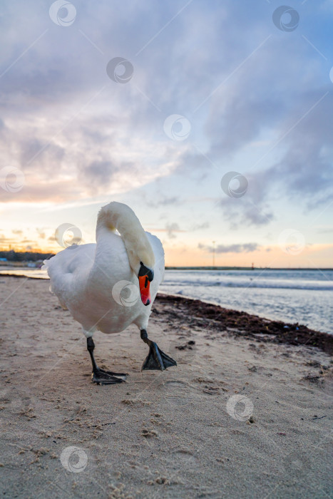Скачать белые лебеди грациозно прогуливаются у моря фотосток Ozero