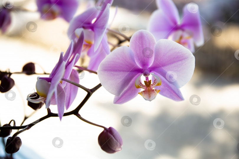 Скачать Розовая орхидея фаленопсис цветет в домашнем саду в солнечный день. Внутреннее убранство помещения. фотосток Ozero