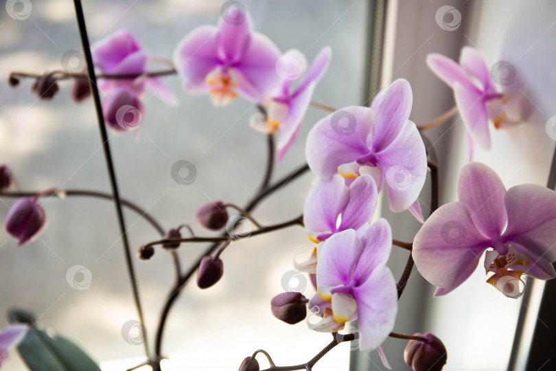 Скачать Розовая орхидея фаленопсис цветет в цветочном горшке на солнечном подоконнике. Внутреннее убранство помещения. фотосток Ozero