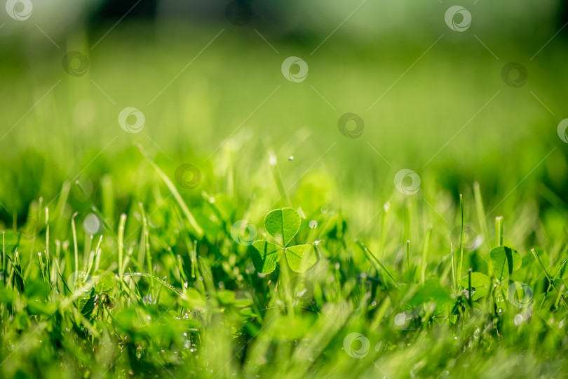 Скачать клеверный луг, зеленые листья, естественный летний фон фотосток Ozero