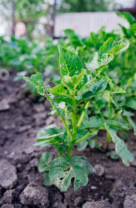 Скачать Колорадский жук - Leptinotarsa decemlineata на кустах картофеля. Вредитель растений и сельского хозяйства. Обработка пестицидами. Насекомые-вредители, которые повреждают растения. фотосток Ozero